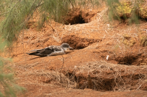 Gray bird sits on reddish soil with burrow holes nearby