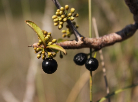 Everglades bully is a 3 to 6-foot thorny perennial shrub with one to several stems and clusters of small white flowers. The shrub is native to Miami-Dade County and only grows in pine rocklands.