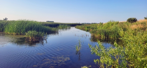 Green grasses growing along a wetland