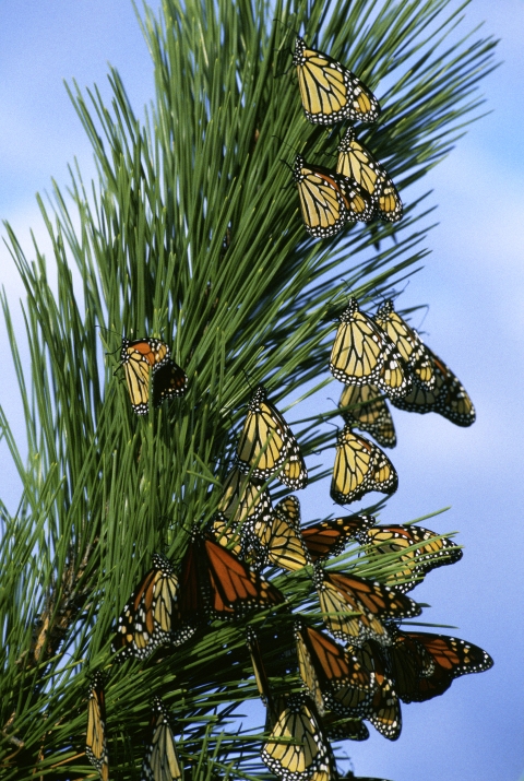 Approximately 20 monarch butterflies roost on a pine tree.