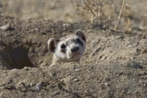 a black footed ferret pokes its head out of a hole in the prairie