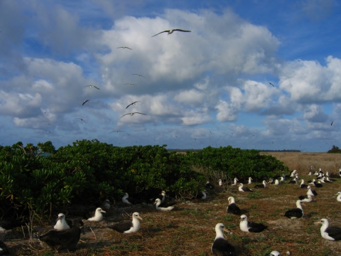 Seabirds nest on the ground in short grass.