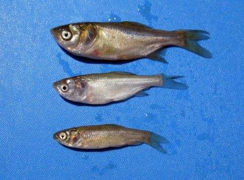 3 fish on blue background