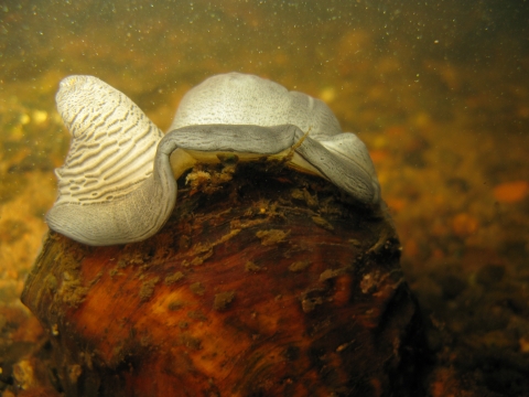 Winged mapleleaf mussel