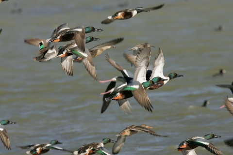 Northern Shoveler ducks take flight at Laguna Atascosa National Wildlife Refuge.