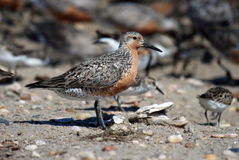 A red knot stands still on a pebbly beach. The bird has mottled feathers on its wings and back, and a reddish-orange breast.