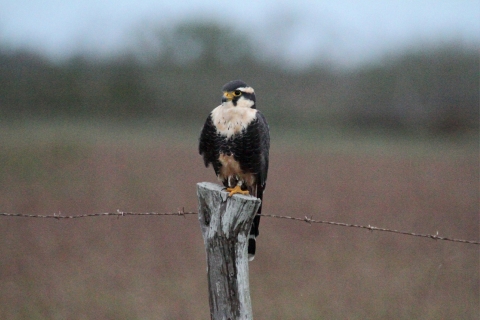 Northern Aplomado Falcon perched on a fence post