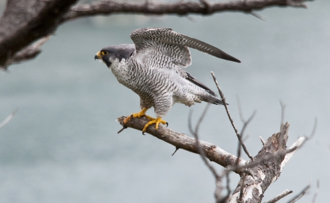 Male peregrine falcon perched on a branch