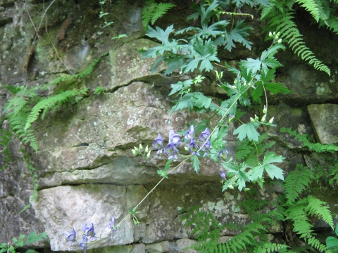 Northern Wild monkshood on talus surface