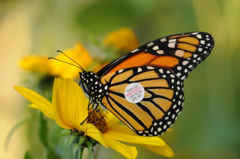 A tagged monarch butterfly on a yellow flower