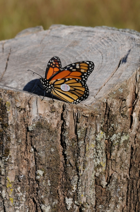 A tagged monarch butterfly rests on a stump