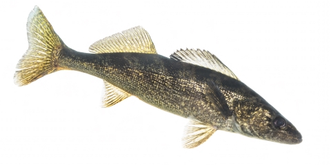 Walleye