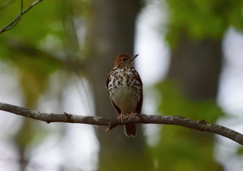 Wood thrush perched on branch of dusk. Lapeer, MI