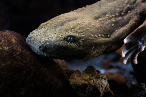 Portrait of a hellbender under water