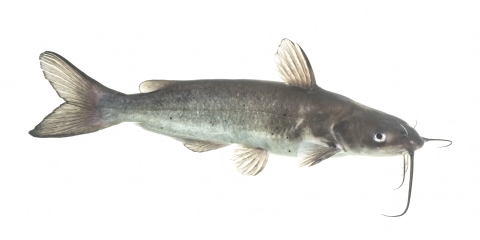 Channel Catfish with white background