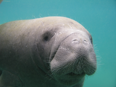 Close up of manatee