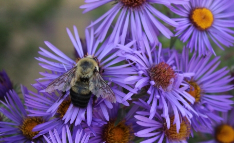 	Brown-belted bumblebee on aster within the Huron Wetlands Management District.