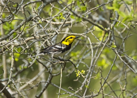 Golden-cheeked warbler at Guadalupe River State Park. Endangered/threatened species