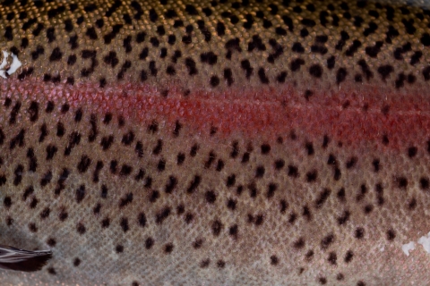 Close-up of rainbow trout scales at Erwin National Fish Hatchery