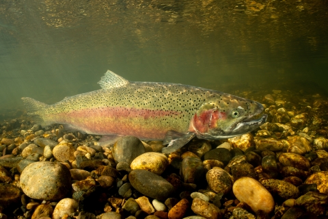 Steelhead trout and river gravel