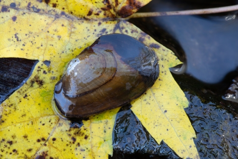 Freshwater mussel. An aquatic bivalve mollusk