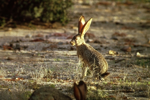 Black-tailed jackrabbit