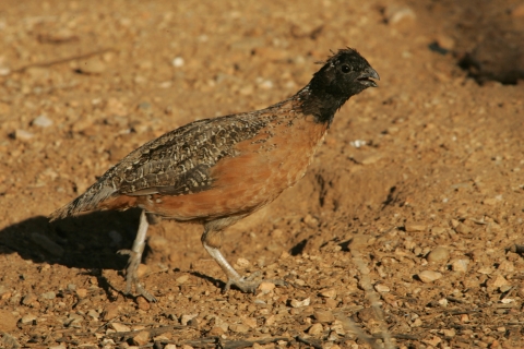 A masked bobwhite