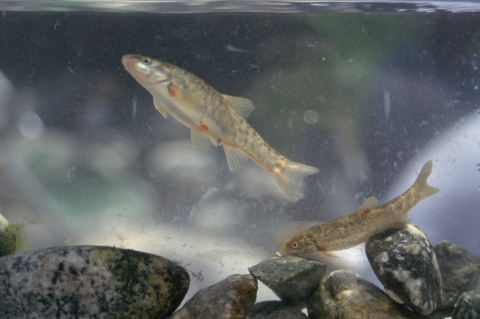 two brown fish swimming near stones