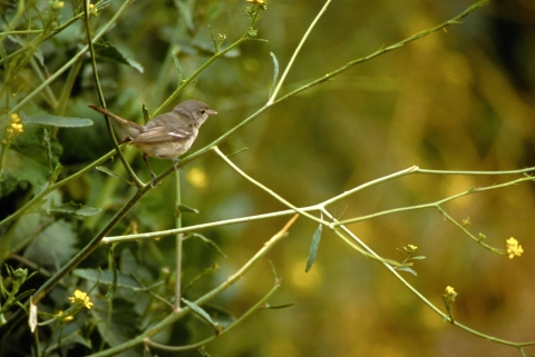 Least bell's vireo perched on a plant