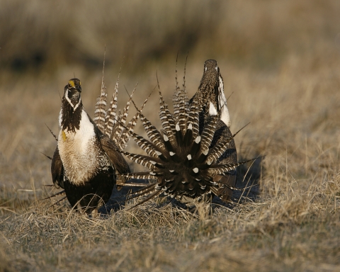 Gunnison sage-grouse pair