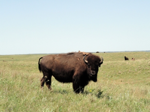 American bison in a field