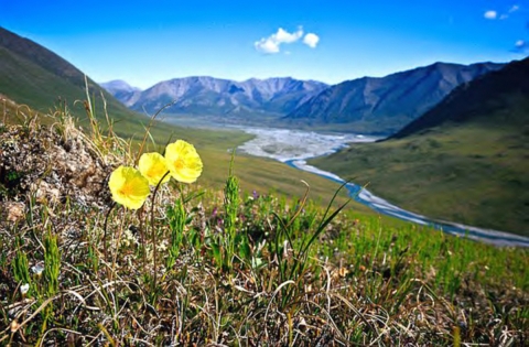 yellow flower on hill with mountains in back