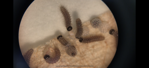 A view through a microscope of small caterpillars hatching from eggs