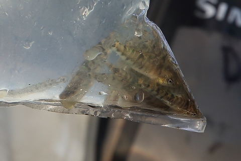 A plastic bag full of water and small fish