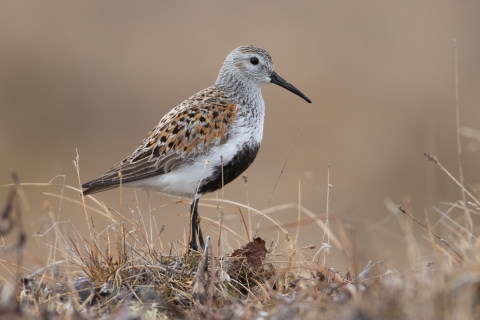 Bird with a long black downturned bill and a black belly standing on a grassy hump.