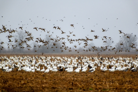 Katy Prairie Preserve