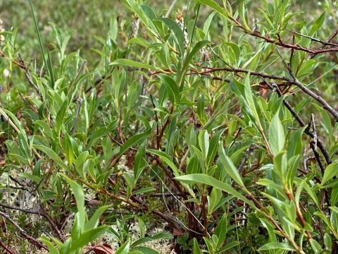 branches with narrow green leaves