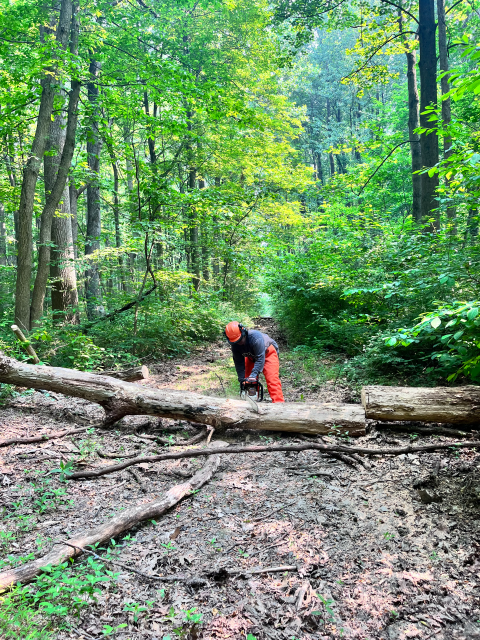 a worker on a wooded trail wearing a helmet and using a chainsaw on a large log