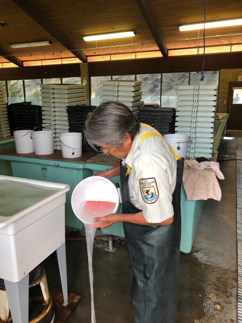 rinsing salmon eggs