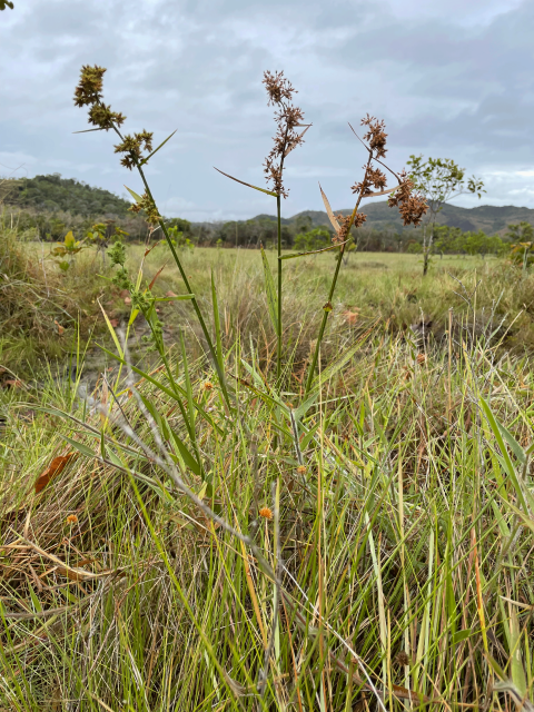 A grassland with hills in the distance