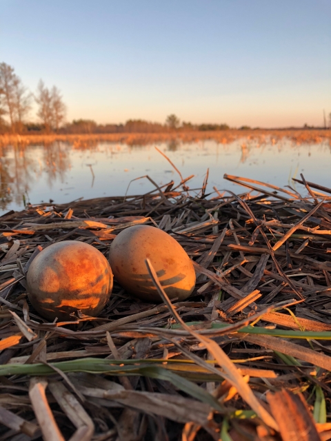 A pair of whooping crane eggs on a nest