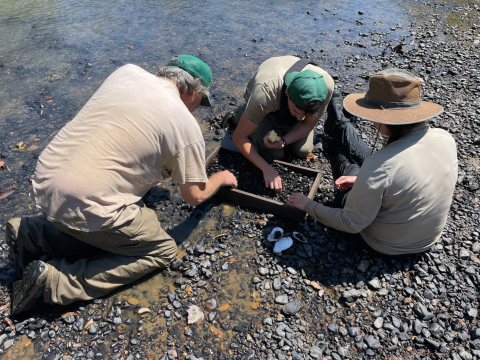 Scientists look for Big Black rocksnails