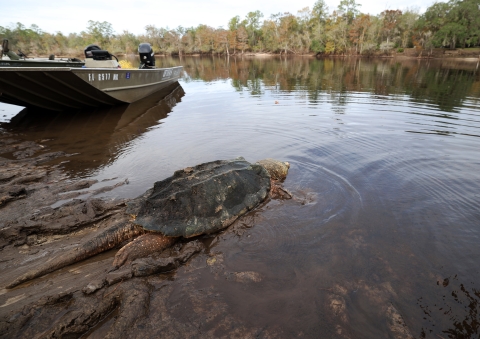 A large male Suwannee alligator slides from the riverbank back into the water.