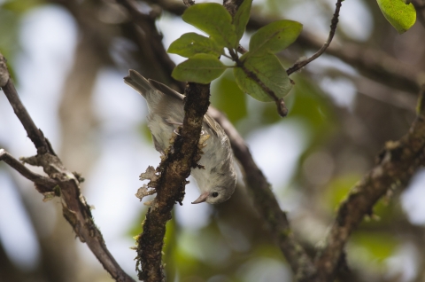 a brown and white bird looks upside down on a branch