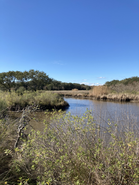 Brackish Marshland