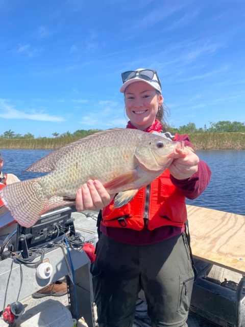 Arthur R. Marshall Loxahatchee NWR intern Casey Bradley displaying a non-native Nile tilapia collected during electrofishing surveys of the Refuge's perimeter canals.