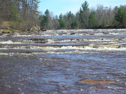 River habitat with forested background.