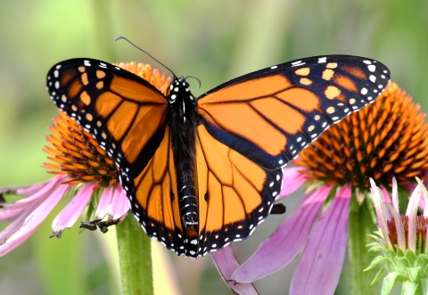 Monarch butterfly sipping nectar from a purple coneflower