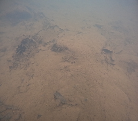 A sandy, silty stream bottom with one small mussel siphon visible at the stream bottom.