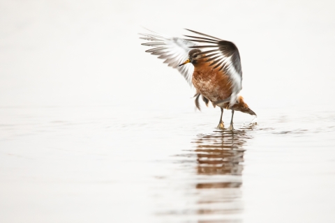 Red phalarope spread its wings